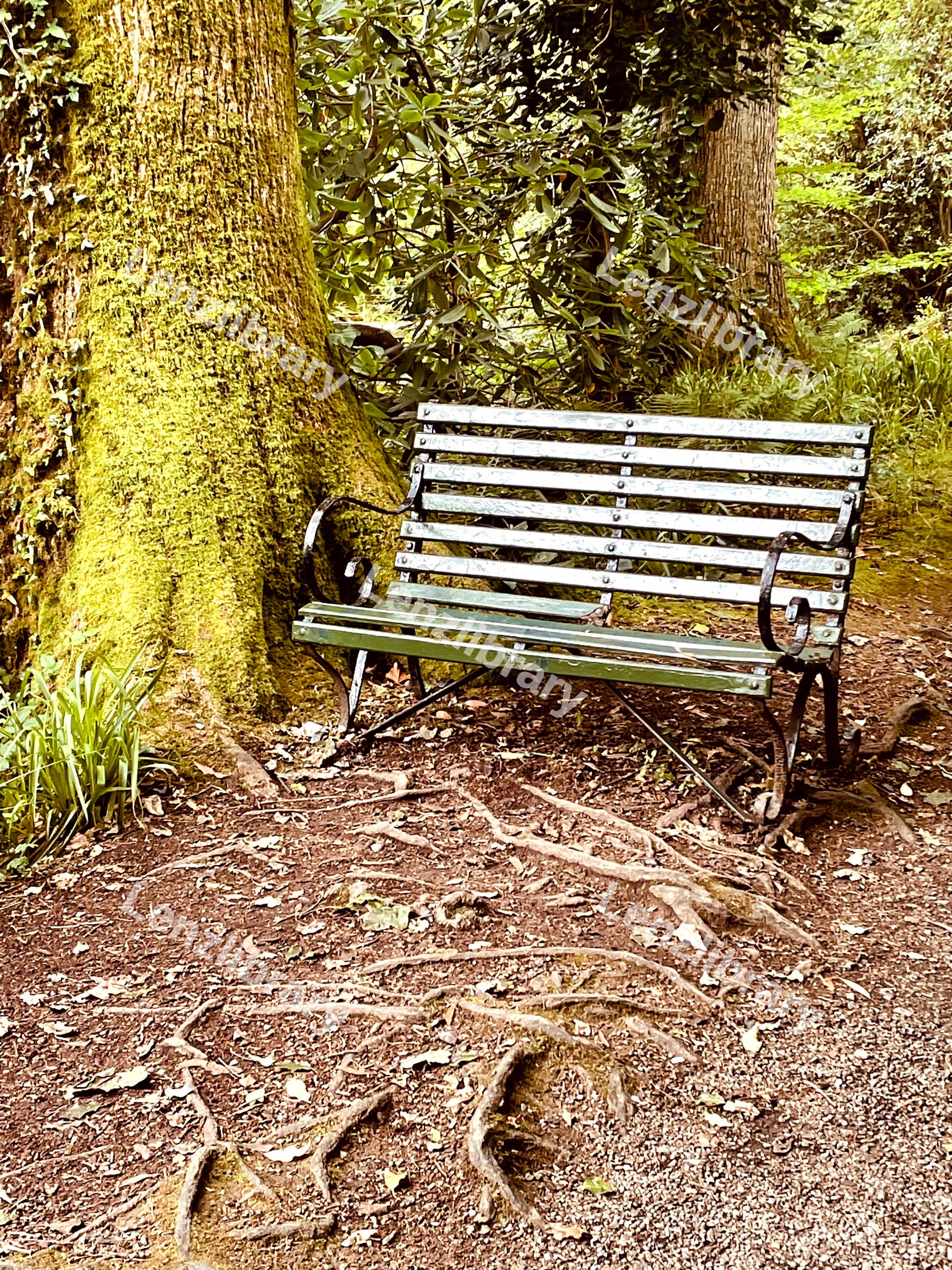 Bench Beside Tree